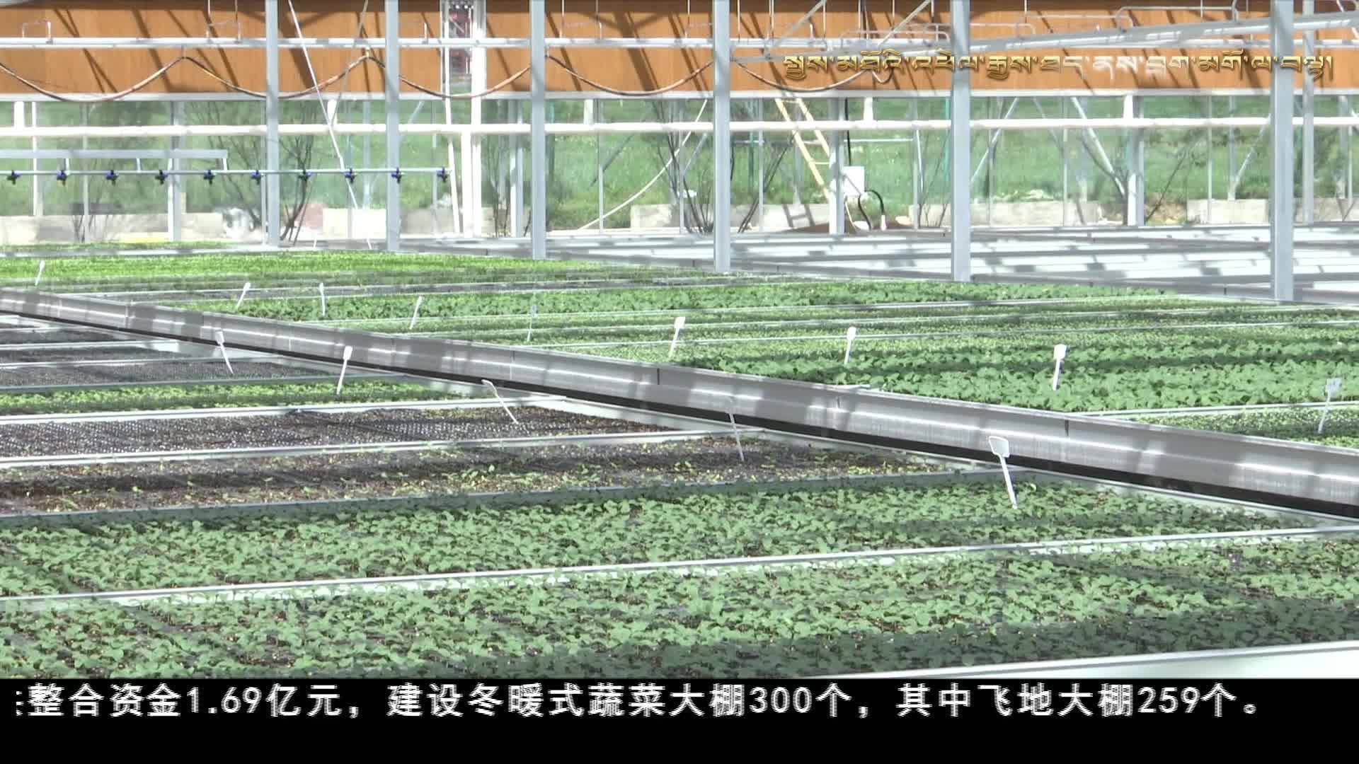 爐霍：打造智慧農業典范 促進農業轉型升級