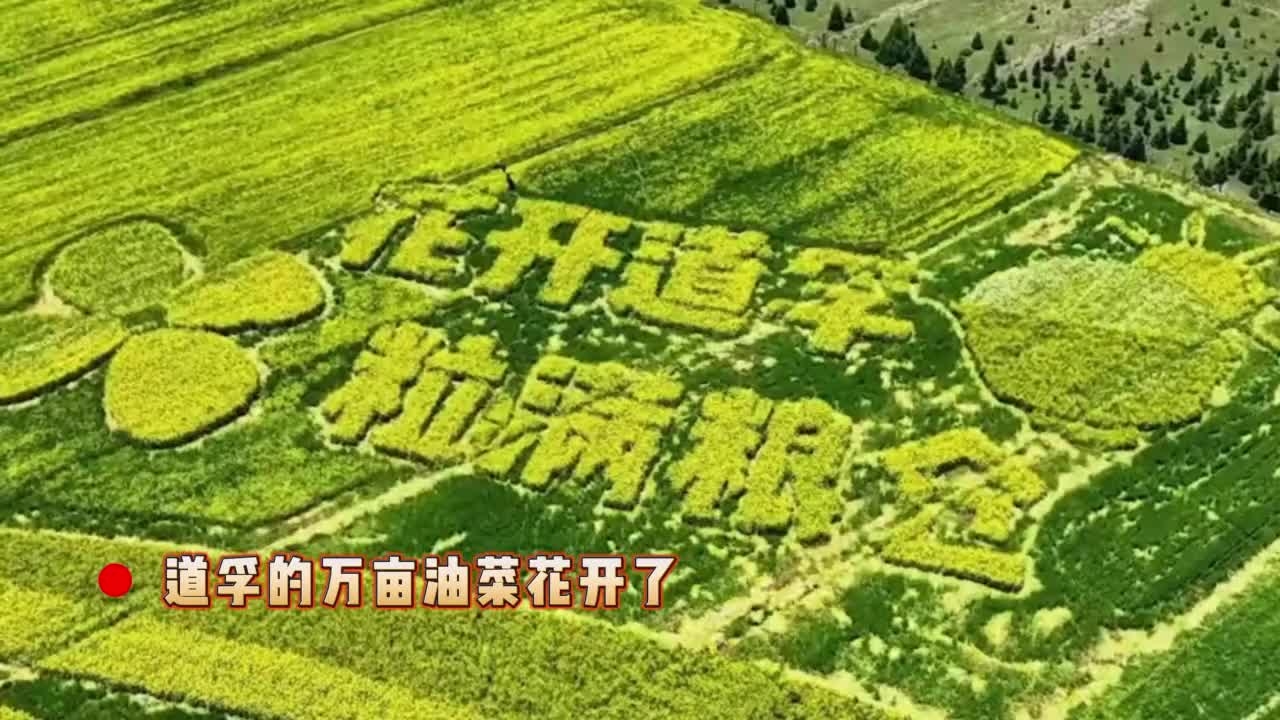 道孚縣萬畝油菜花盛開