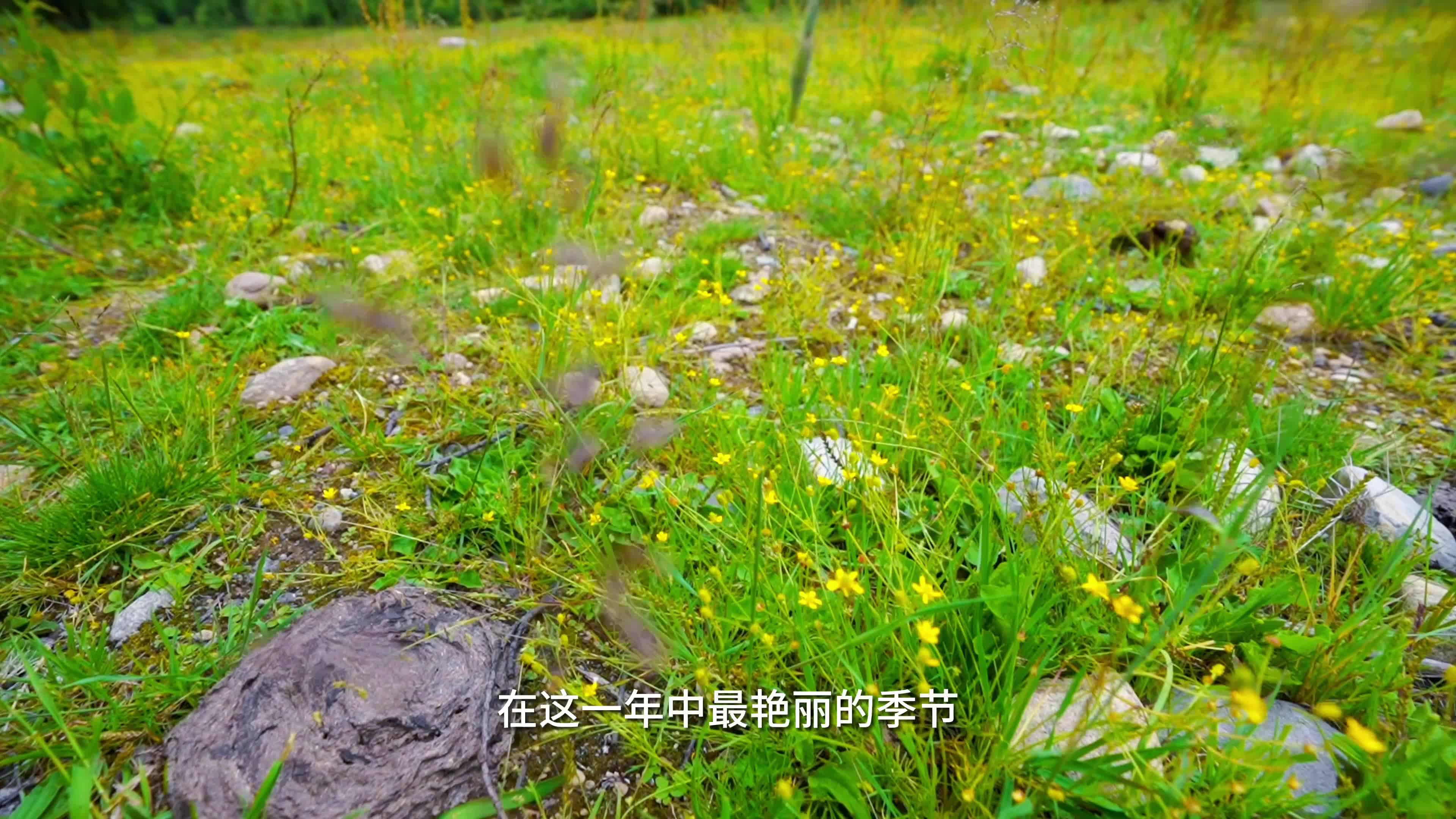 夢入亞拉秘境！