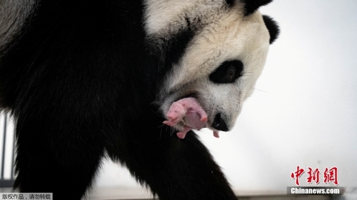 當(dāng)?shù)貢r間8月30日發(fā)布的照片顯示，俄羅斯莫斯科動物園的大熊貓“丁丁”在圍欄內(nèi)用嘴含起剛出生不久的幼崽。