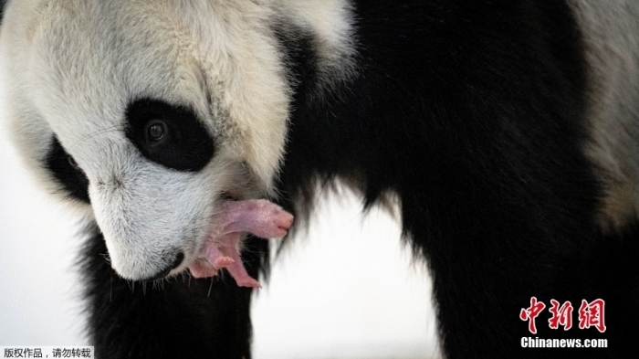 當(dāng)?shù)貢r間8月30日發(fā)布的照片顯示，俄羅斯莫斯科動物園的大熊貓“丁丁”在圍欄內(nèi)用嘴含起剛出生不久的幼崽。