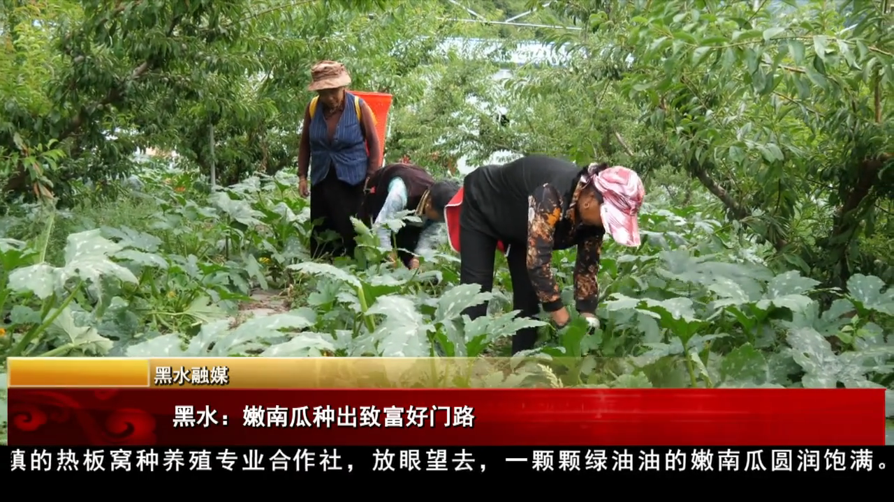 黑水：嫩南瓜種出致富好門路