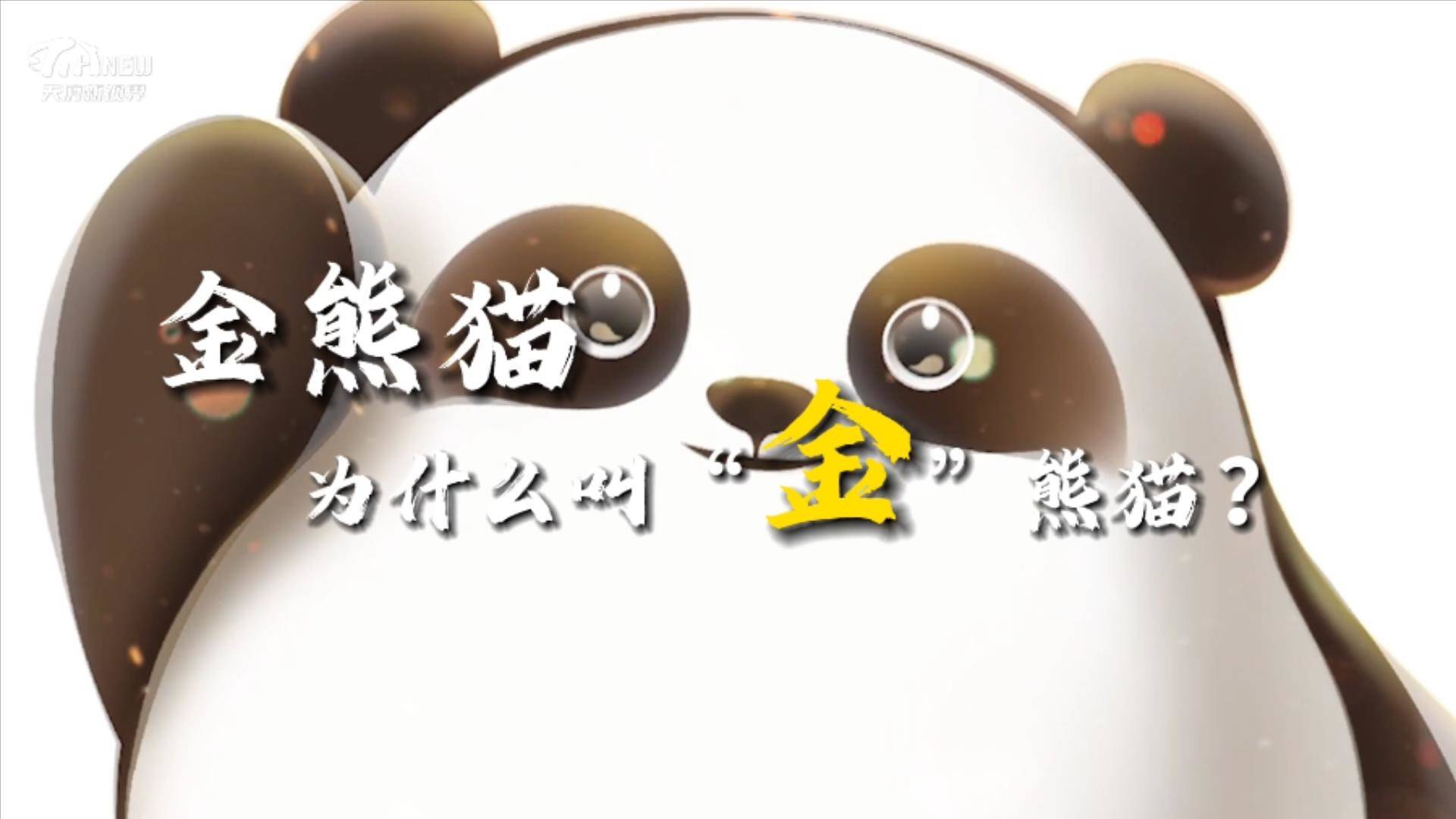 天府新視界丨金熊貓，為什么叫“金”熊貓