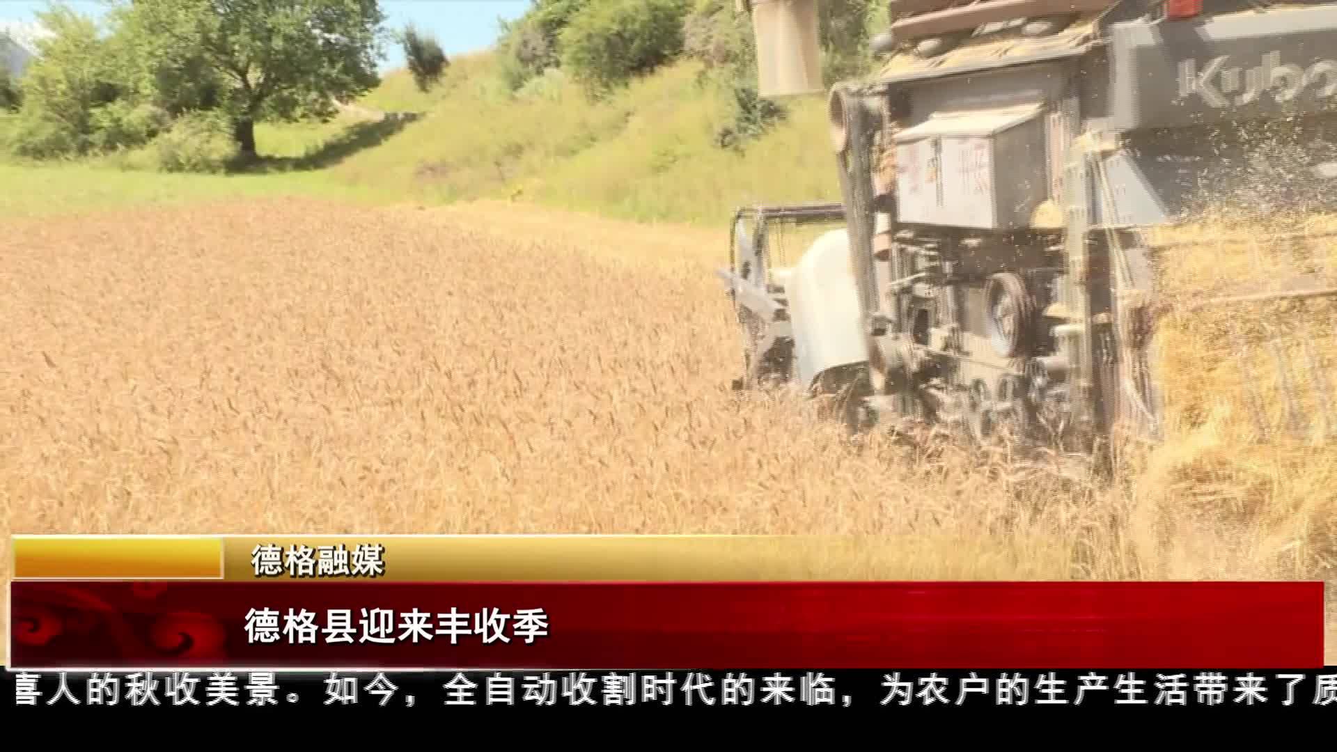 德格縣迎來豐收季