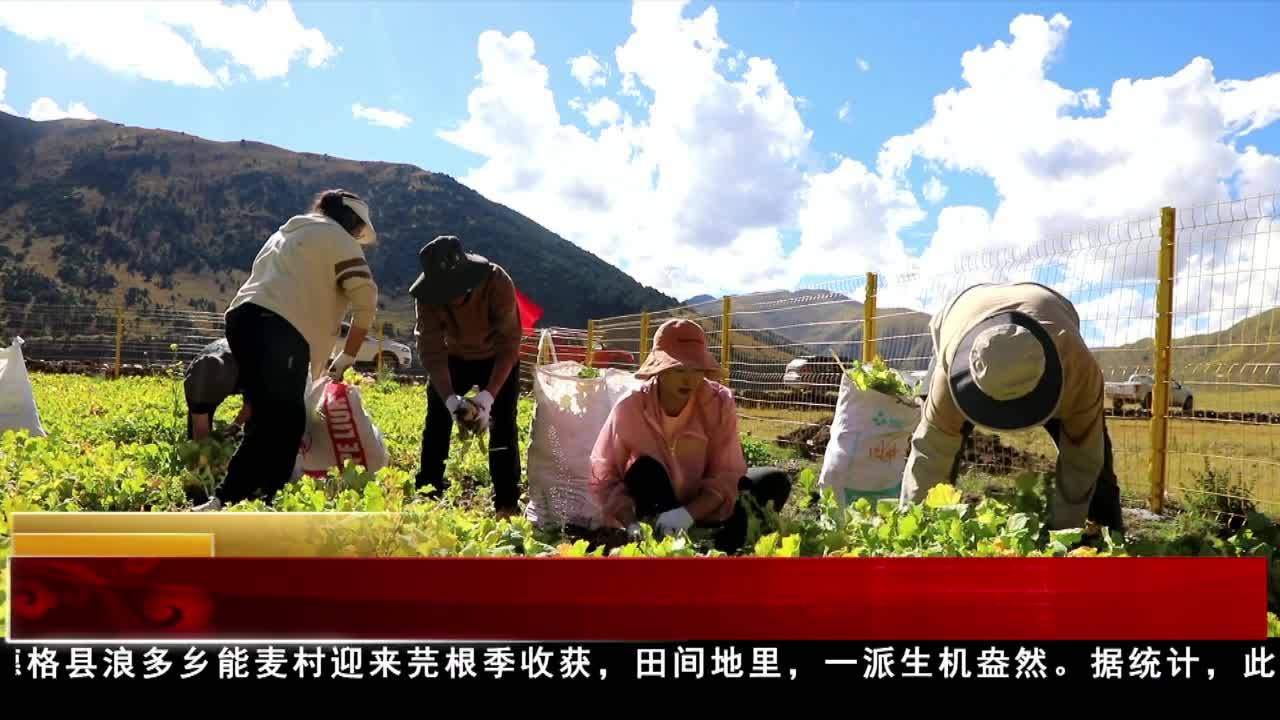 德格縣迎來芫根收獲季