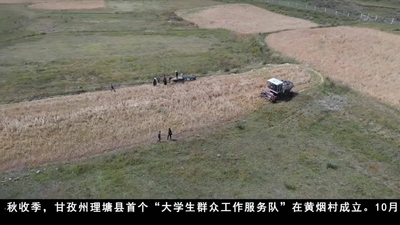 理塘:大學生群眾工作服務隊助力秋收
