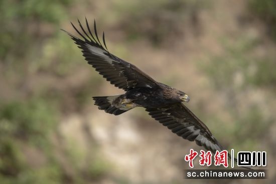 　　“州鳥(niǎo)”金雕。(王躍橋供圖)