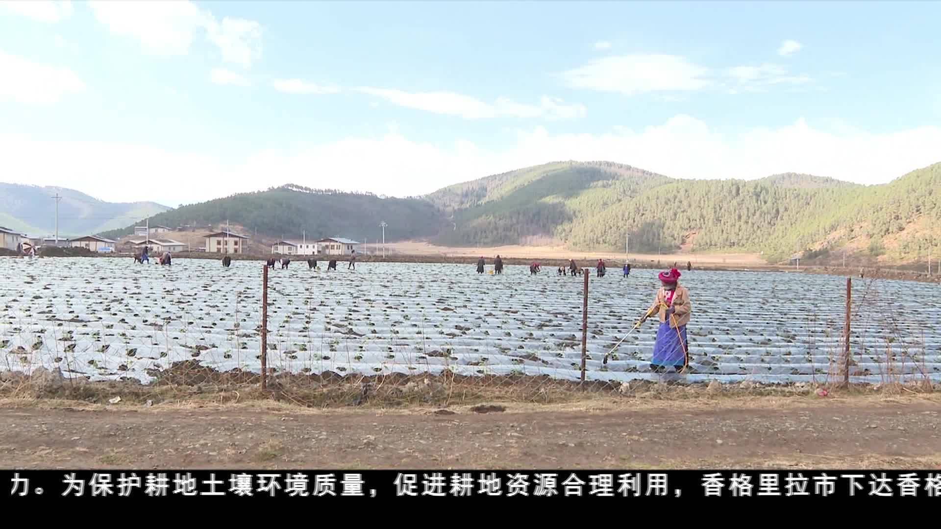香格里拉市多措并舉保障糧食安全
