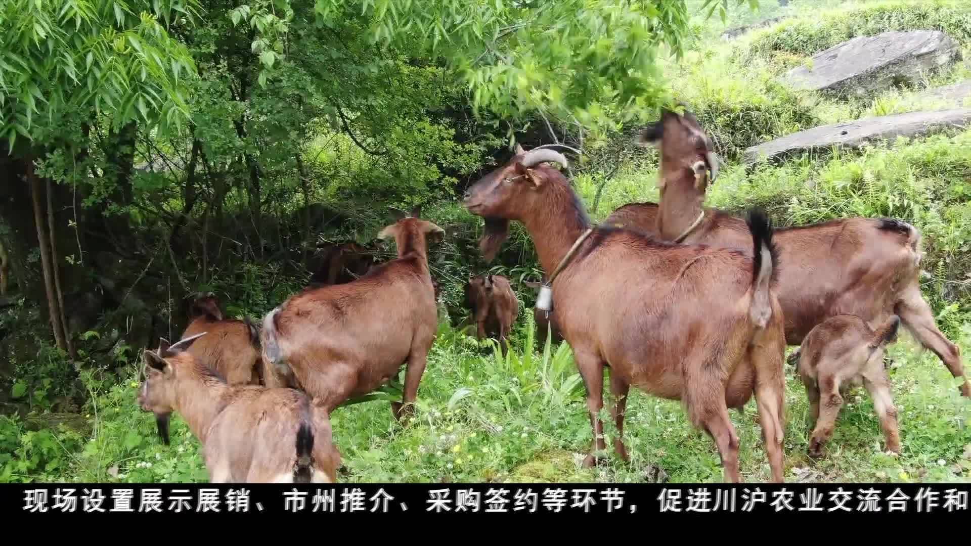 “天府糧倉”精品全國推介走進上海
