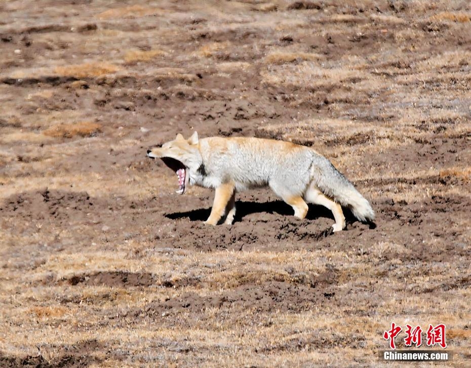 青海拉脊山“兇萌”藏狐踏步獨行