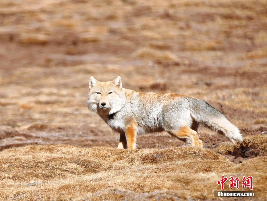 青海拉脊山“兇萌”藏狐踏步獨行