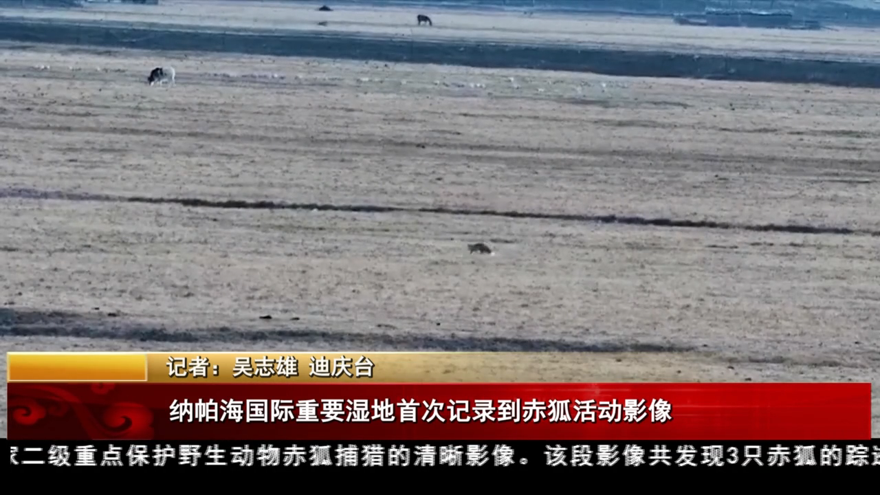 納帕海國際重要濕地首次記錄到赤狐活動影像