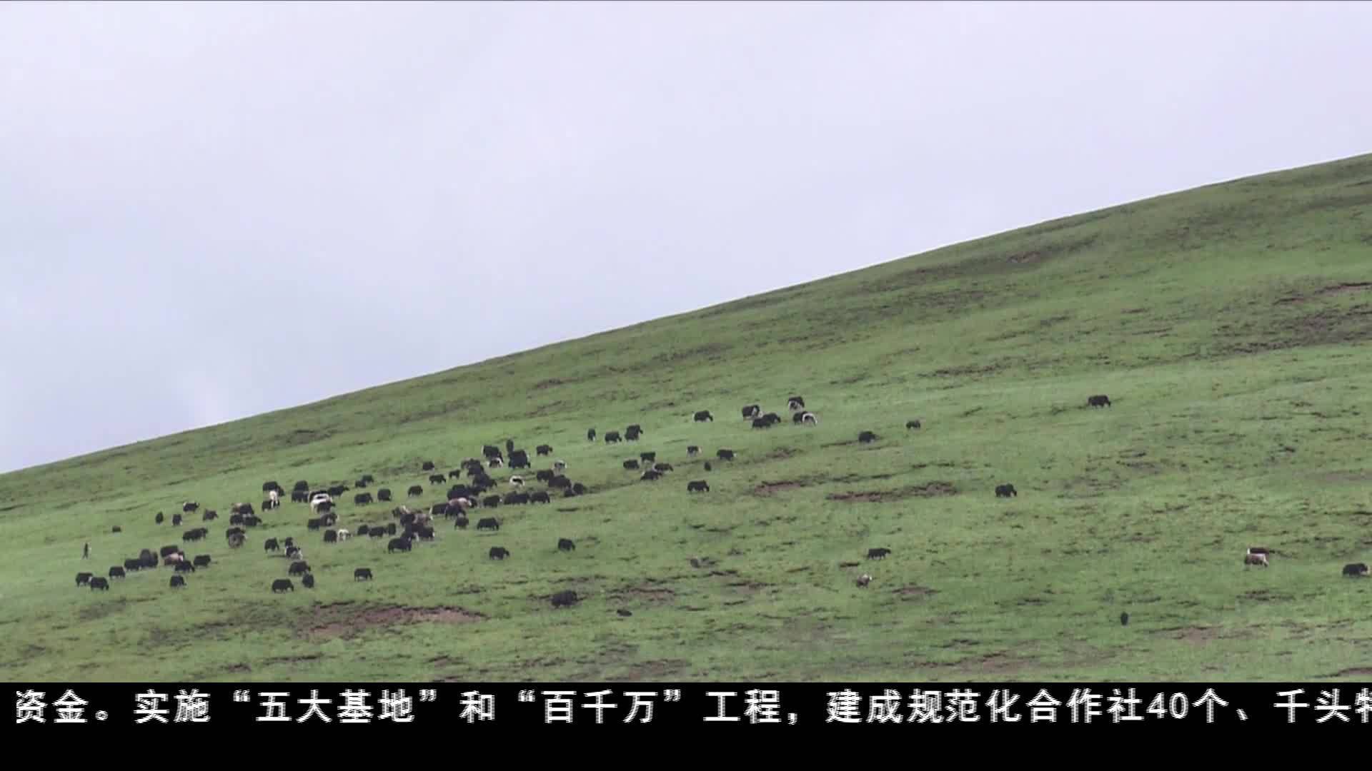 玉樹：堅(jiān)持綠色發(fā)展 推動(dòng)轉(zhuǎn)型升級(jí)提質(zhì)效