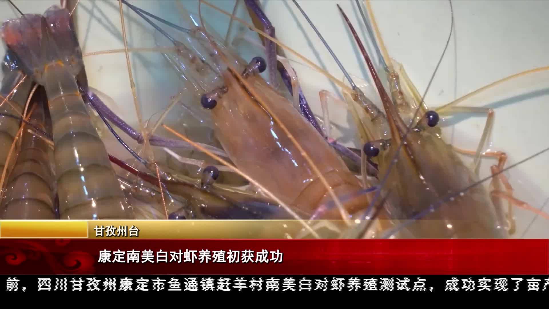 康定南美白對蝦養(yǎng)殖初獲成功