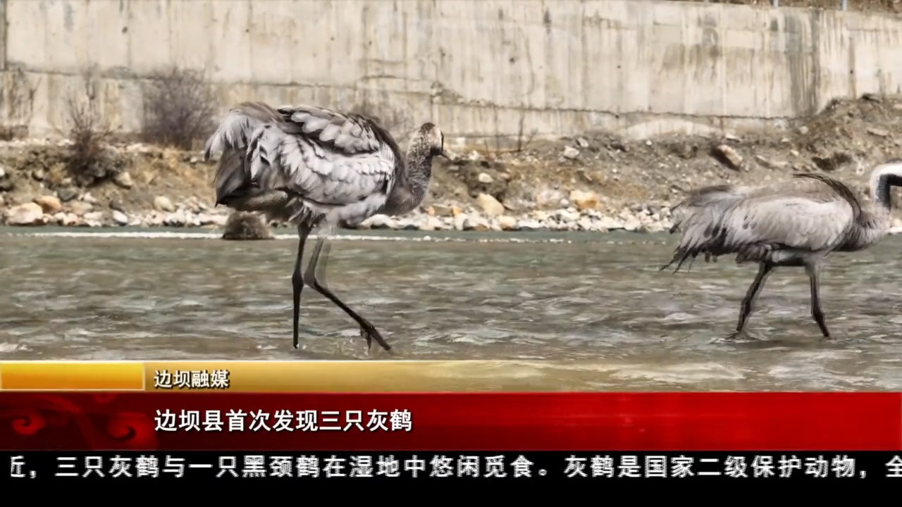 邊壩縣首次發現三只灰鶴