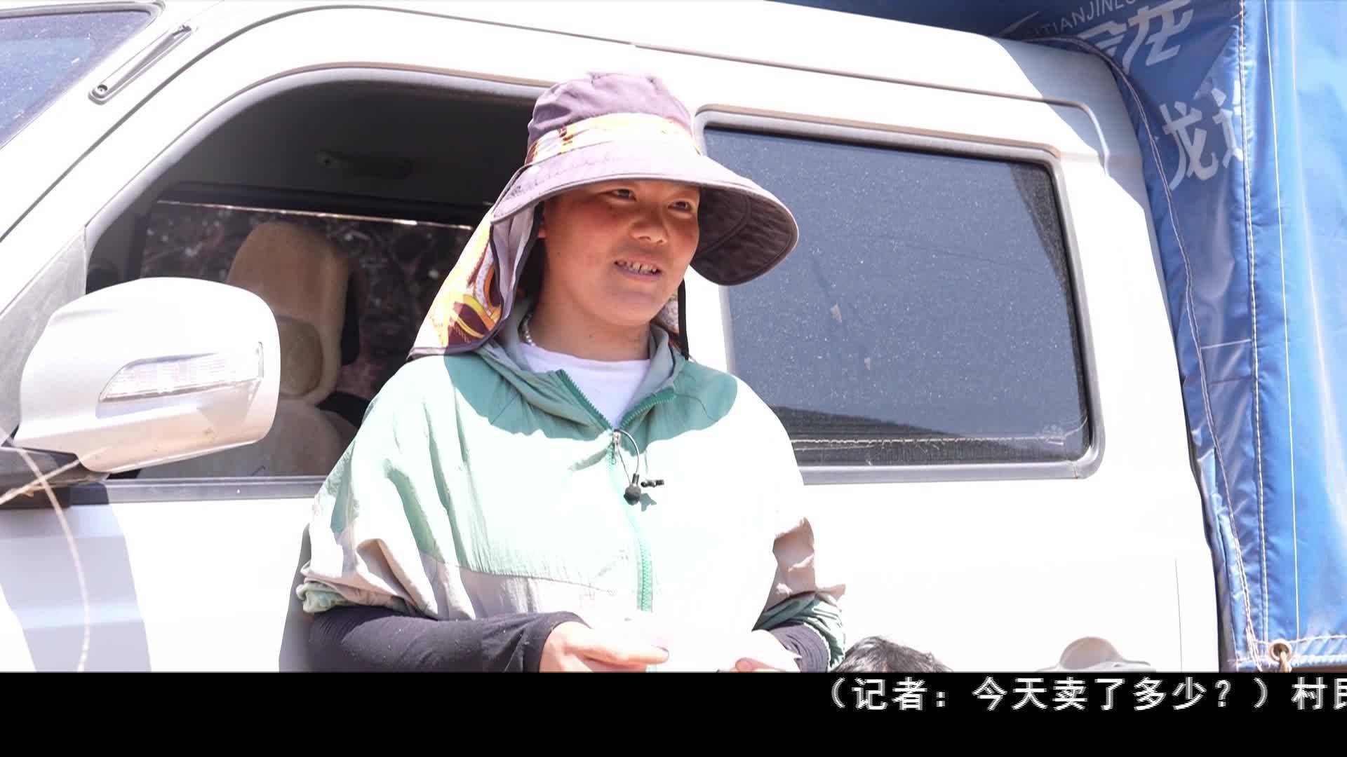 香格里拉：“致富傘”羊肚菌讓農戶樂開花
