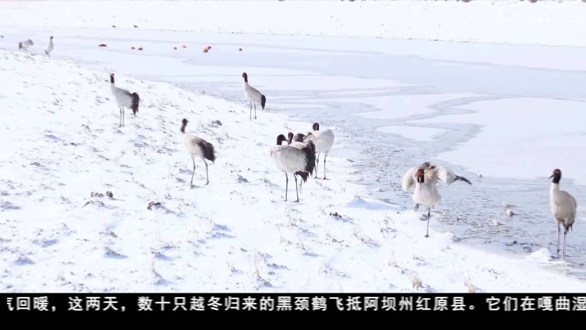 越冬歸來 數十只黑頸鶴飛抵紅原
