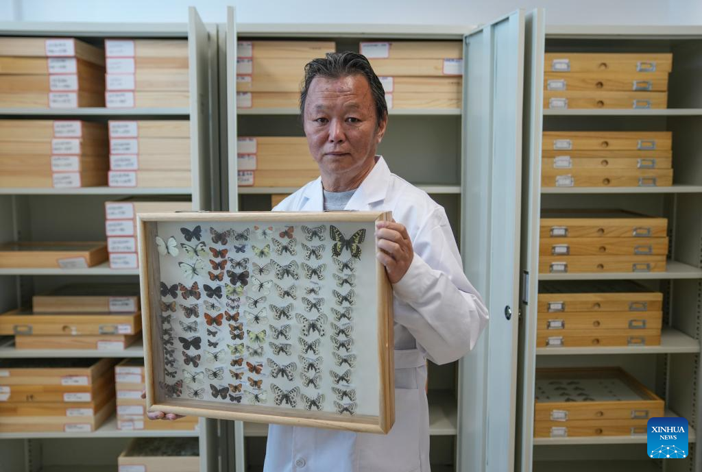 Associate researcher engages in insect classification research in Lhasa, Xizang