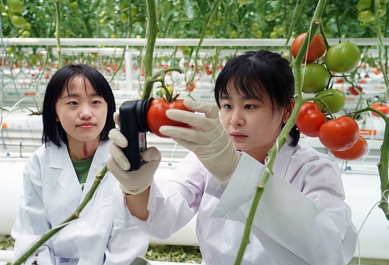 2023年5月28日，北京市平谷區峪口鎮西樊各莊村科技小院駐村大學生在平谷區峪口鎮京瓦溫室園藝示范園測量番茄果實硬度。