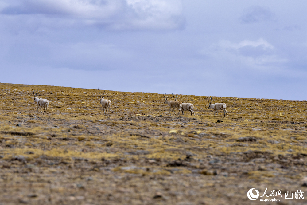 藏北羌塘：万类霜天竞自由【5】