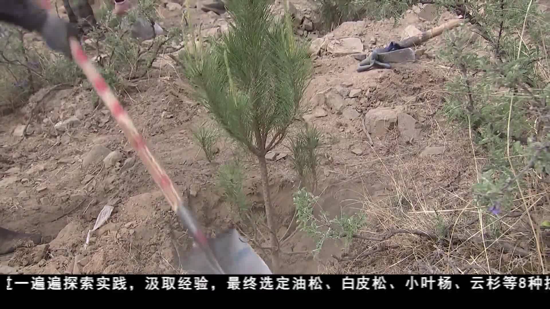 山南 荒山添綠裝 生態展新顏