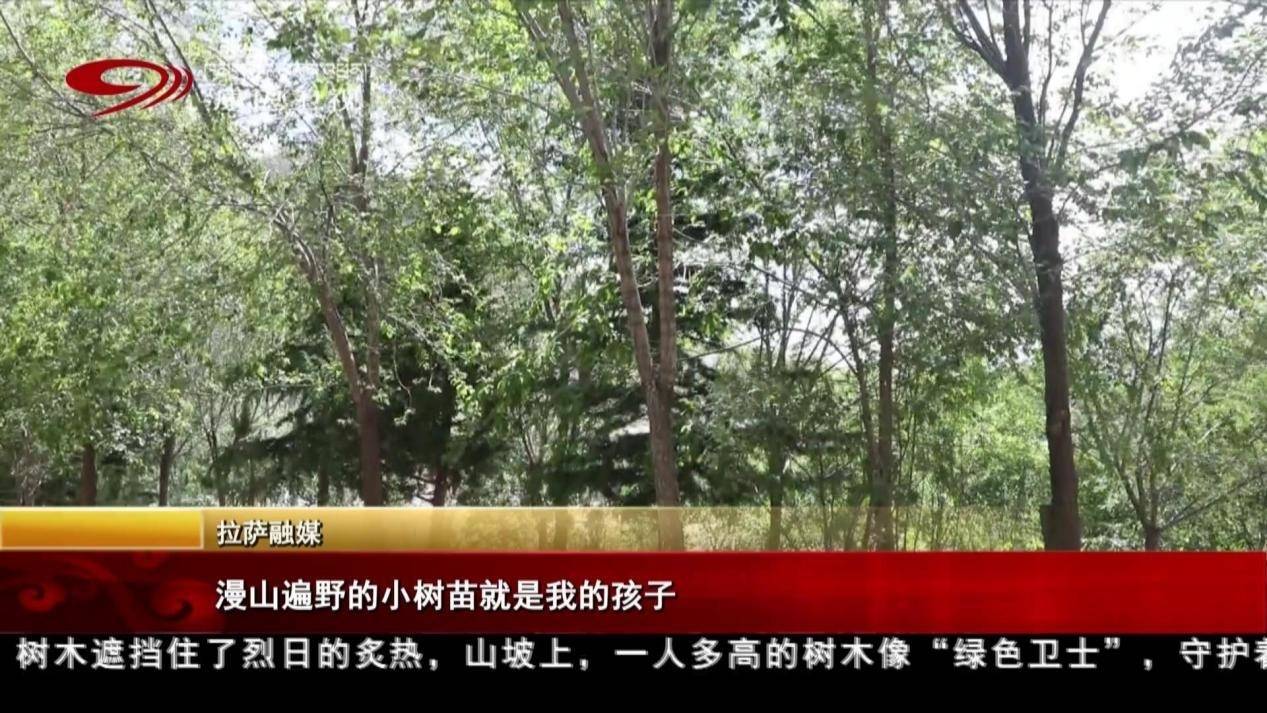 【高原行歌】漫山遍野的小樹苗就是我的孩子