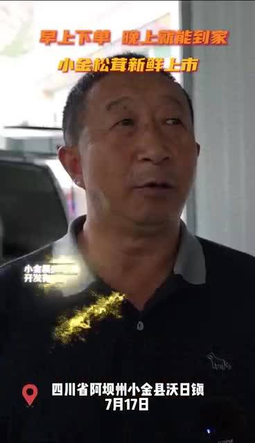 阿壩州小金松茸新鮮上市啦
