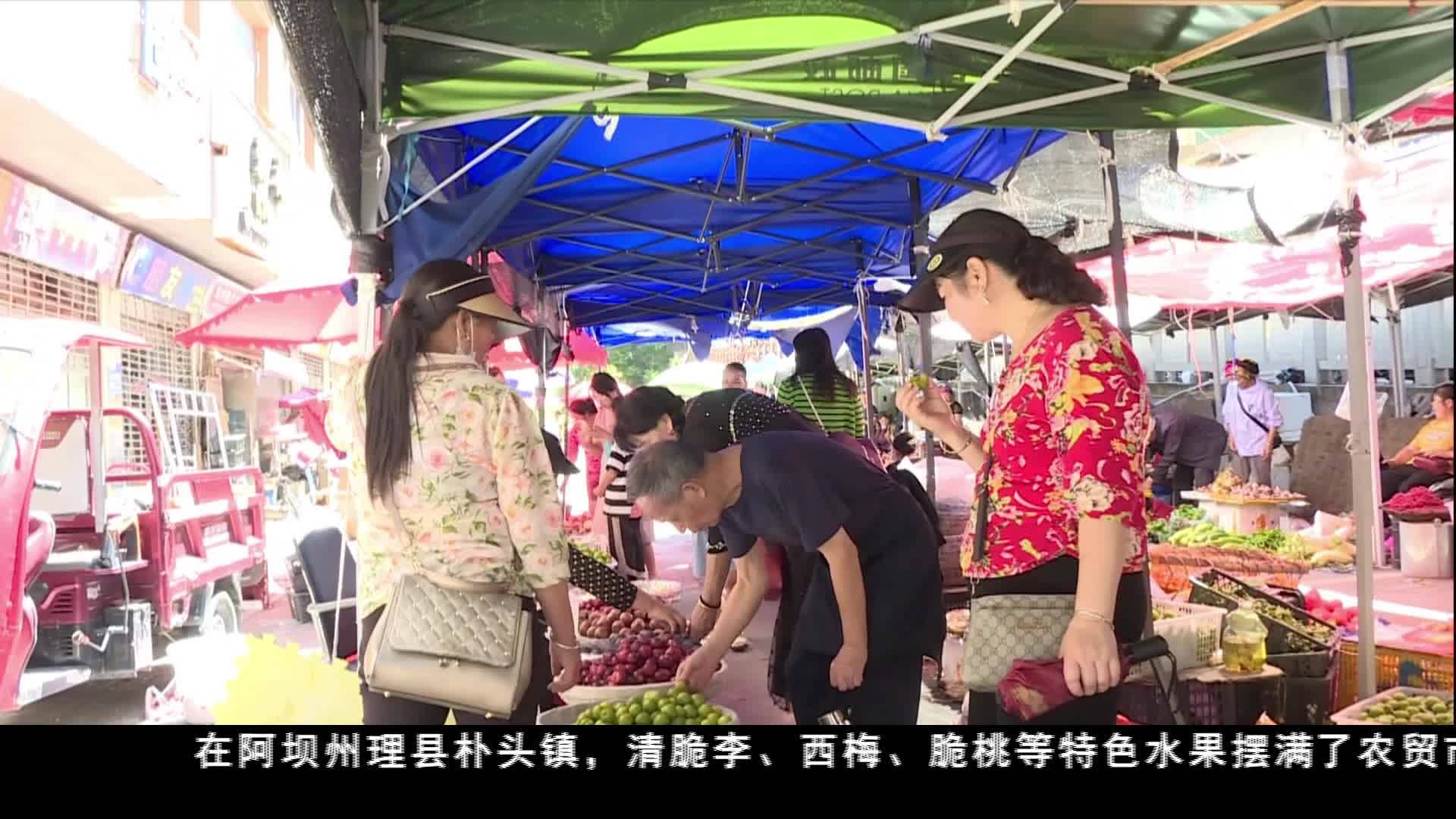 川西高原特色水果爭相上市 果農甜蜜豐收