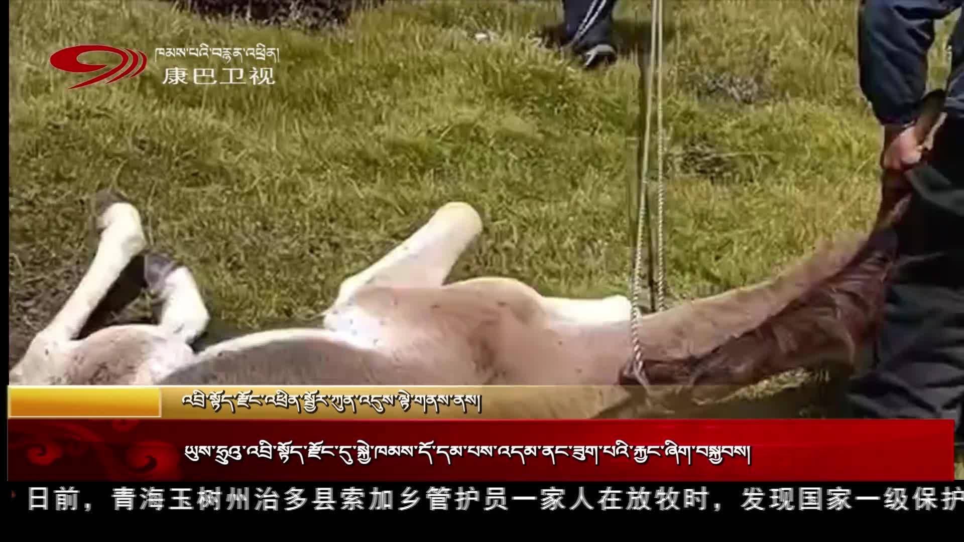 玉樹治多縣：藏野驢身陷沼澤 生態管護員全力救援