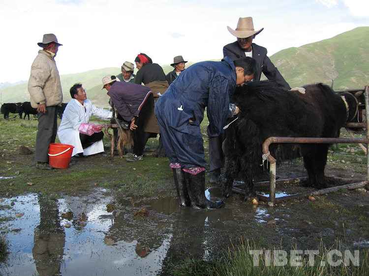 【Listen to Their Stories about Asistance for Xizang】Zhang Xinhui: Director Assistant of Beijing Dairy Cattle Center
