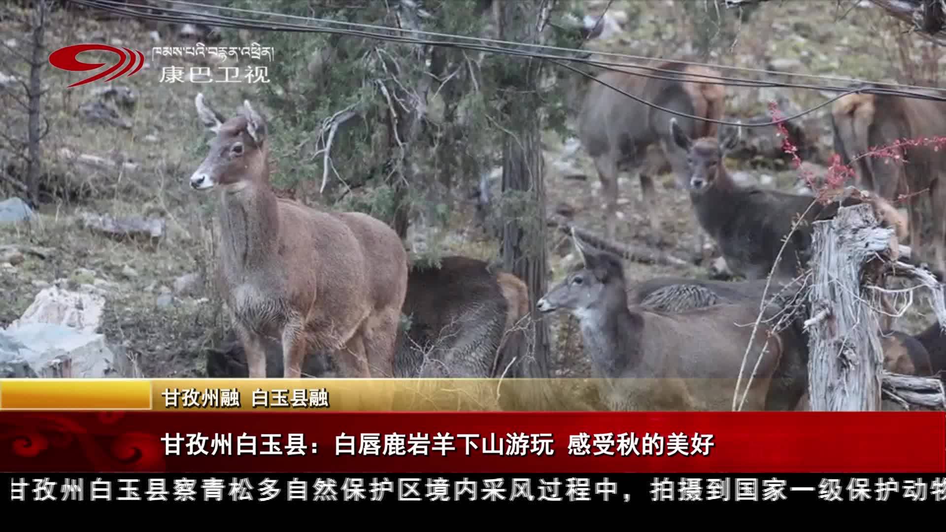 甘孜州白玉縣：白唇鹿巖羊下山游玩 感受秋的美好