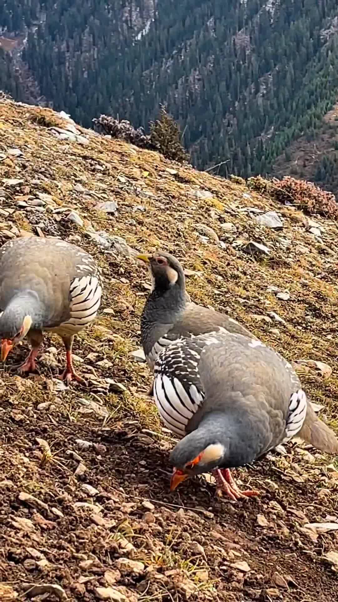 The secret land Shonglong Drakkar in Nyarong, Garze