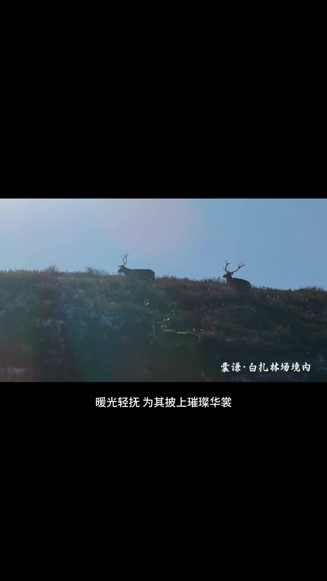 快來看！草原金曦中，馬鹿在悠然漫步