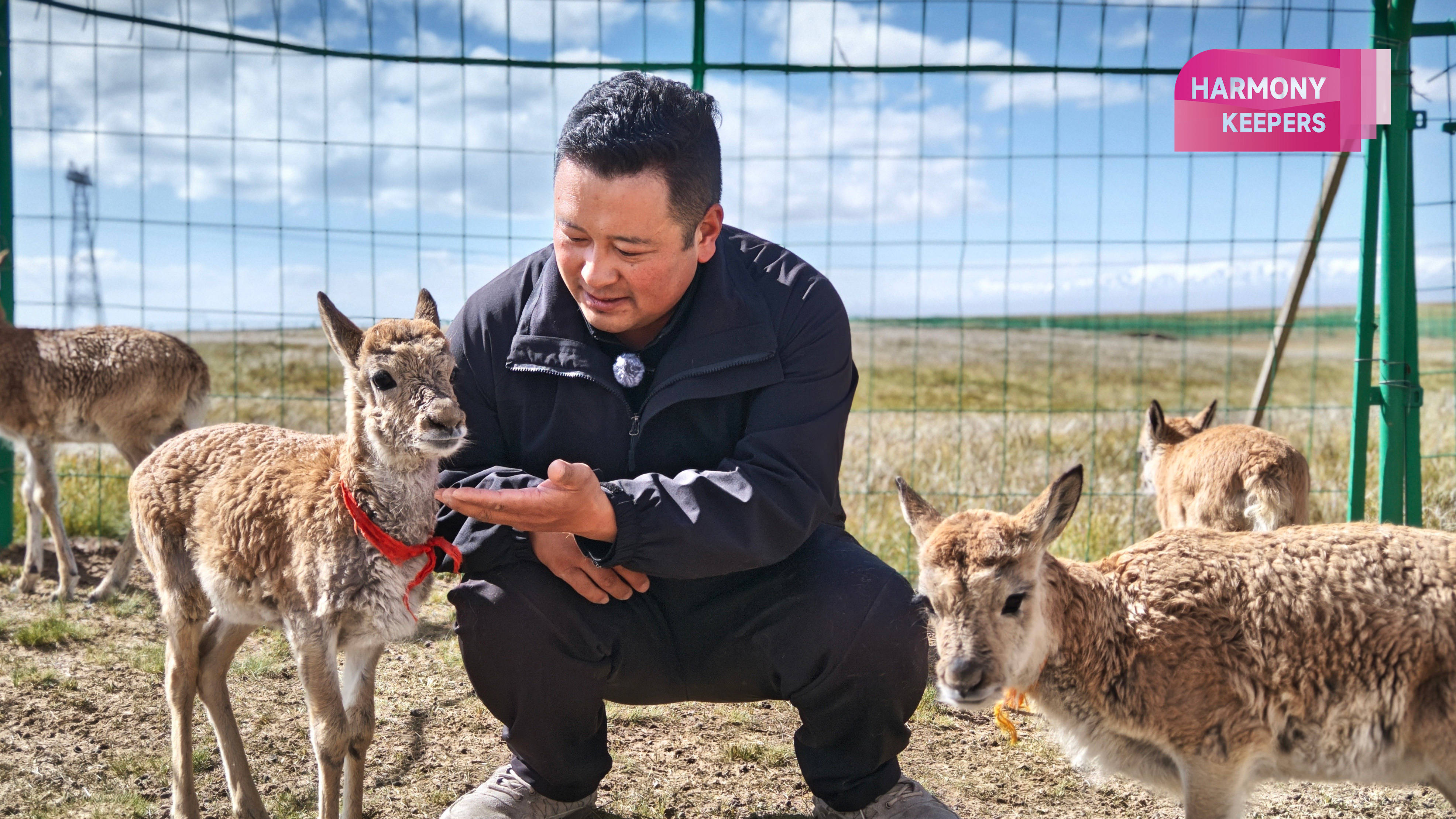 Harmony Keepers: Guardians of Tibetan antelopes