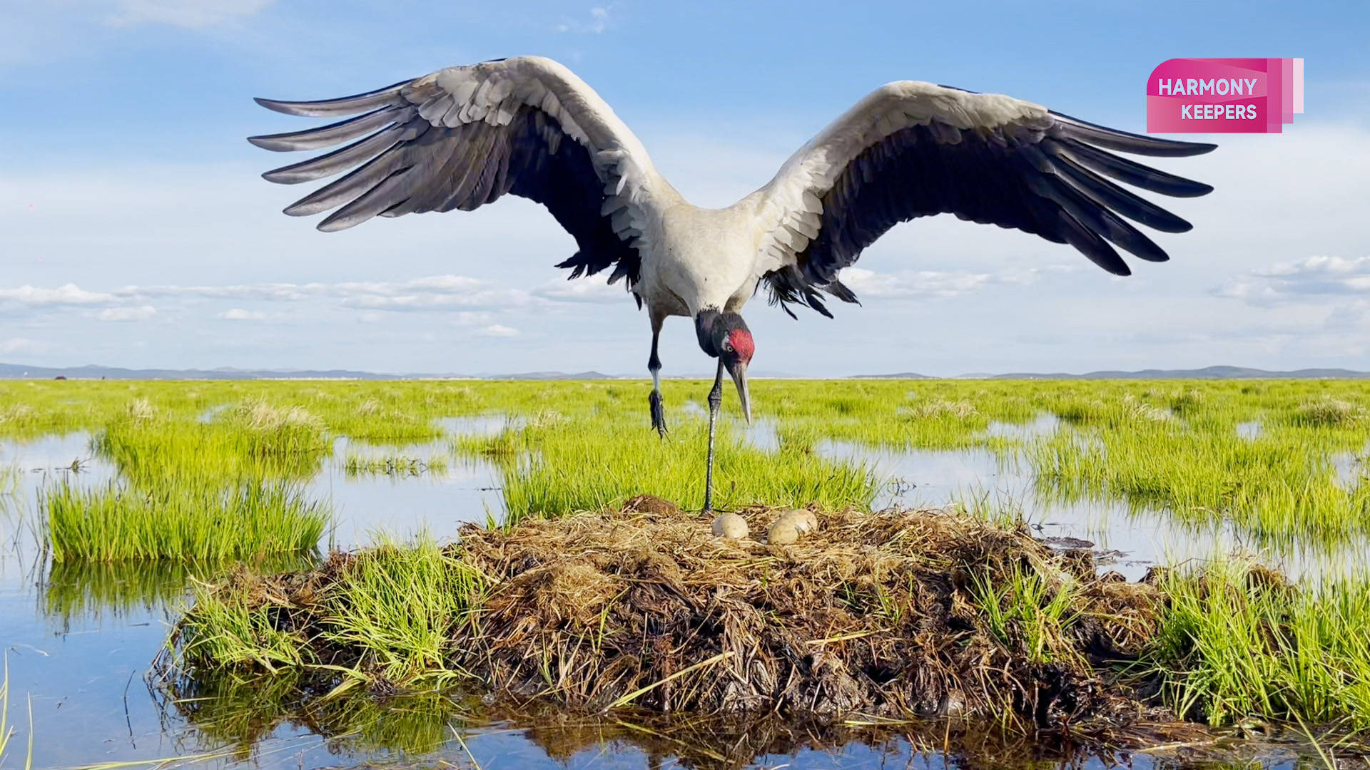 Harmony Keepers: Guardians of black-necked cranes