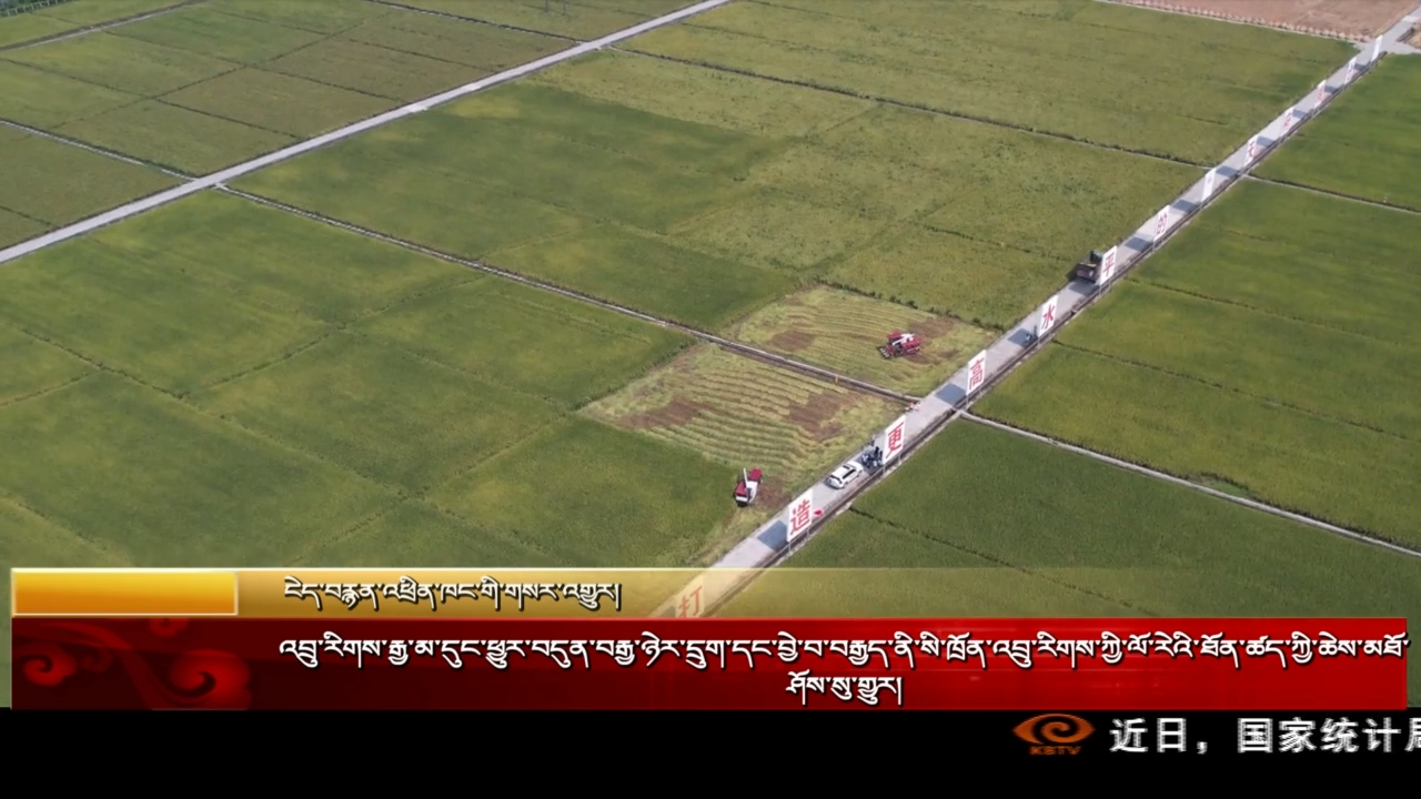 འབྲུ་རིགས་རྒྱ་མ་དུང་ཕྱུར་བདུན་བརྒྱ་ཉེར་དྲུག་དང་བྱེ་བ་བརྒྱད་ནི་སི་ཁྲོན་འབྲུ་རིགས་ཀྱི་ལོ་རེའི་ཐོན་ཚད་ཀྱི་ཆེས་མཐོ་ཤོས་སུ་གྱུར།