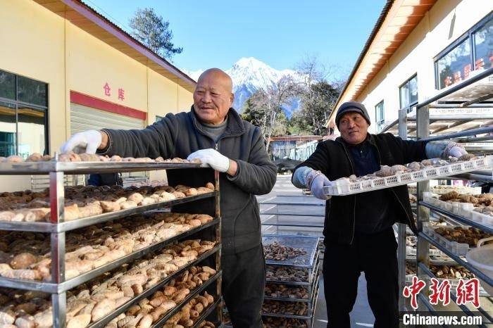 西藏波密：藏天麻種植成為村民增收新引擎