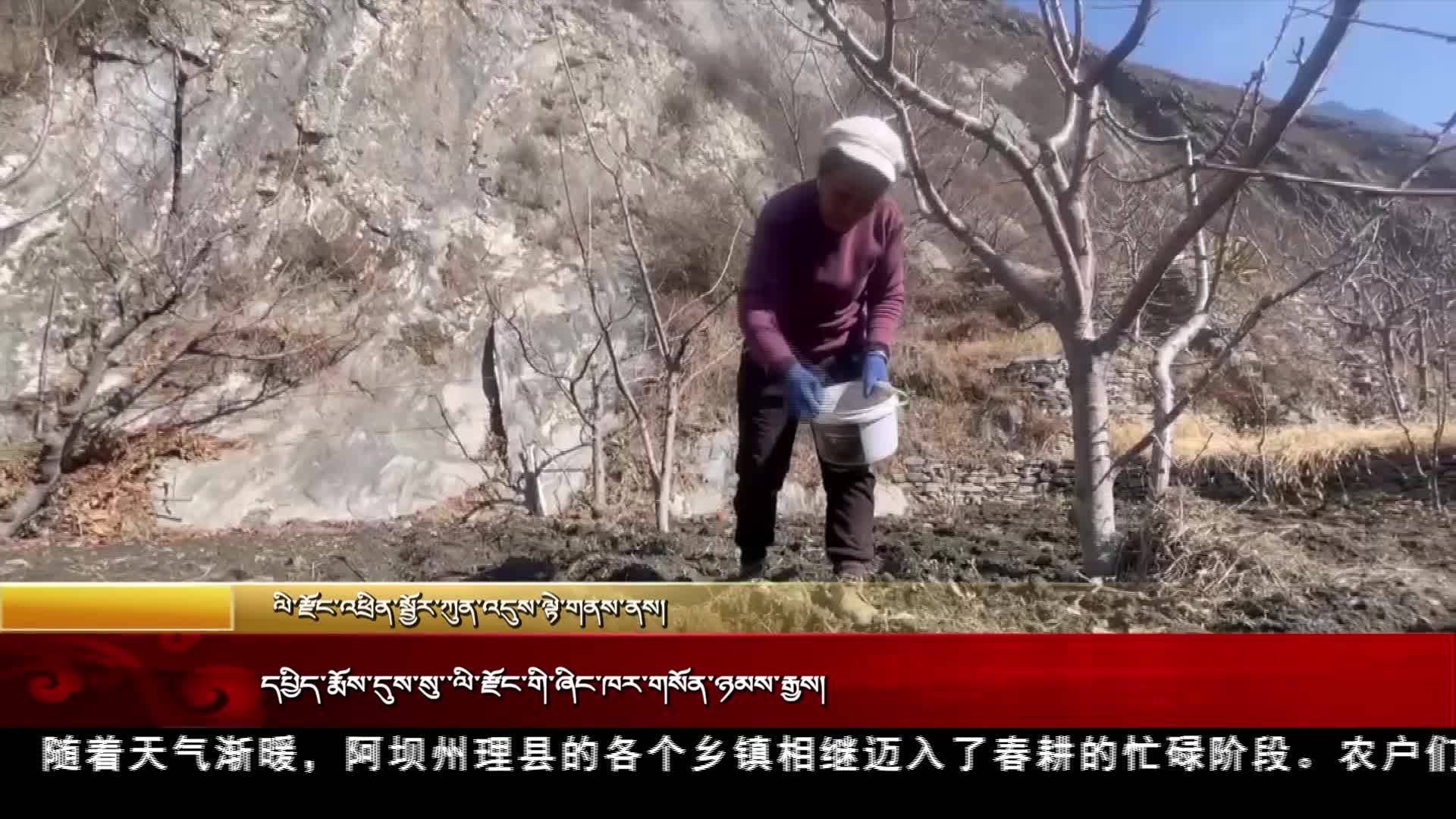 དཔྱིད་རྨོས་དུས་སུ་ལི་རྫོང་གི་ཞིང་ཁར་གསོན་ཉམས་རྒྱས།