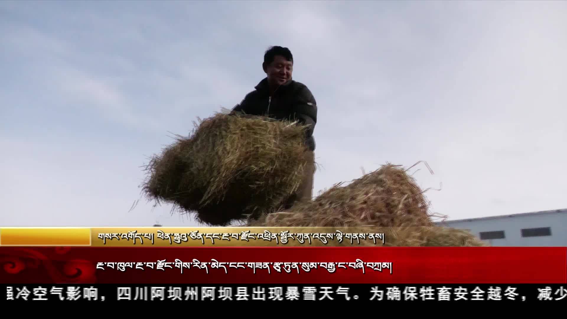 རྔ་བ་ཁུལ་རྔ་བ་རྫོང་གིས་རིན་མེད་ངང་གཟན་རྩྭ་ཏུན་སུམ་བརྒྱ་ང་བཞི་བཀྲམ།