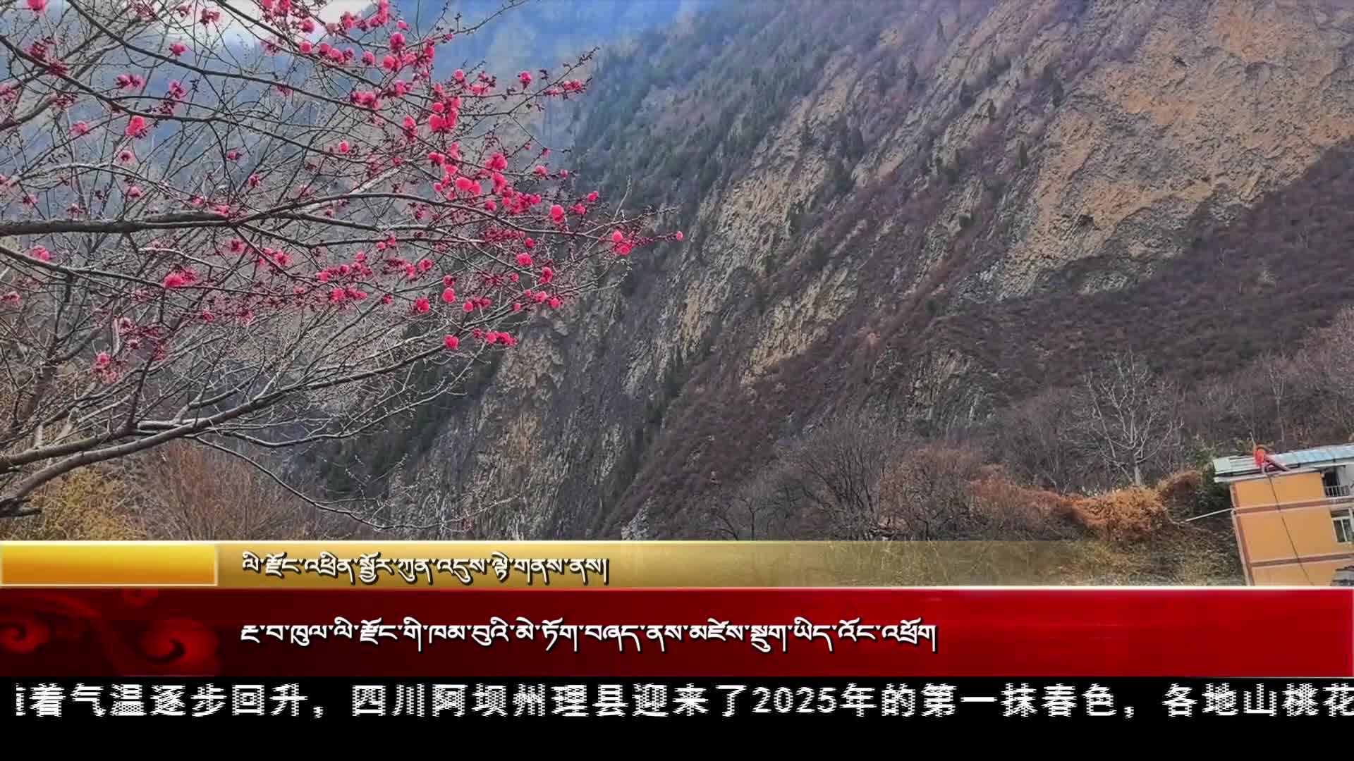 阿壩州理縣：山桃花開 等你來賞