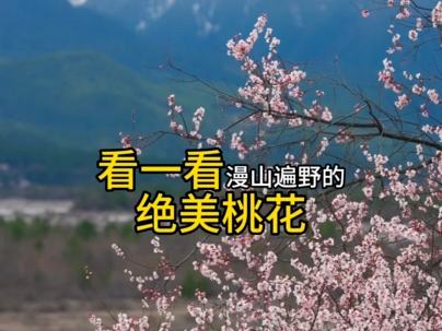 波密縣長向你發出邀請：來賞桃花咯~