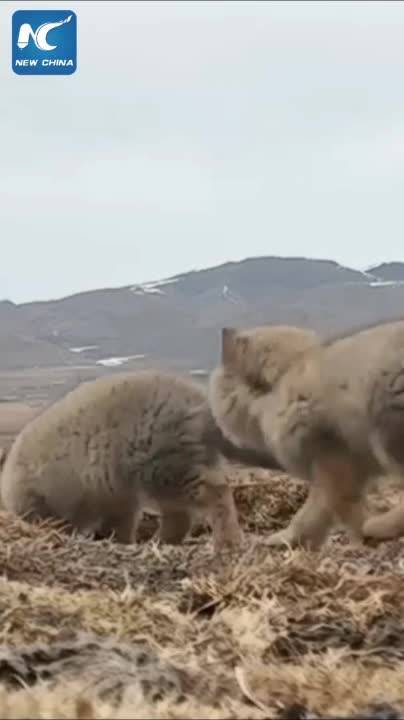 Frolic moment of Tibetan foxes in NW China's Qinghai