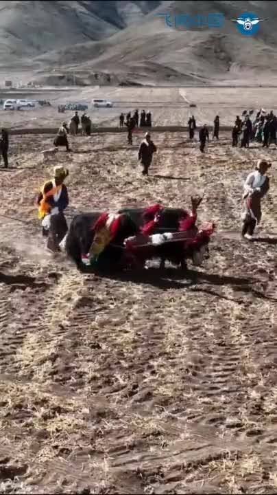 FlyOverChina | Spring farming ceremonies unfold across agricultural areas in China's Xizang