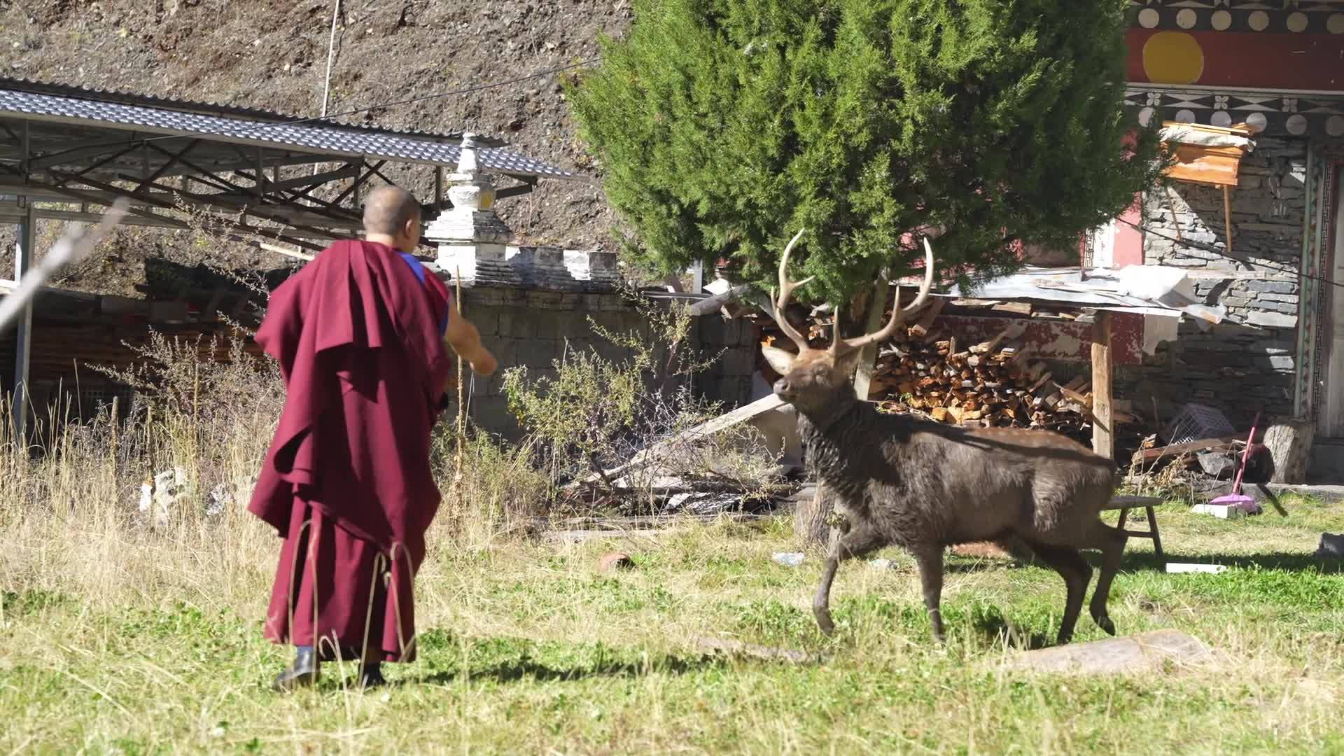 A monk of the Wild Man Monastery of Gyaisi County, Garze fed the deer in the temple