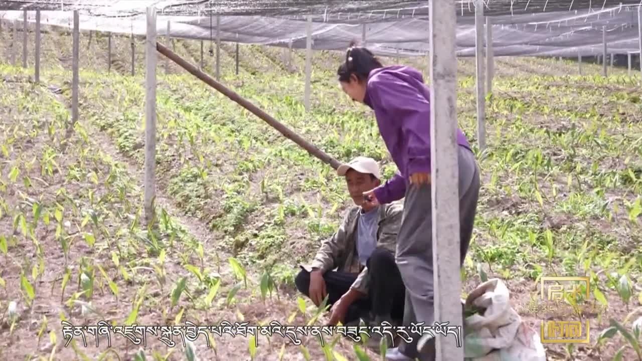 生態反哺的高原實踐（24.12.16）