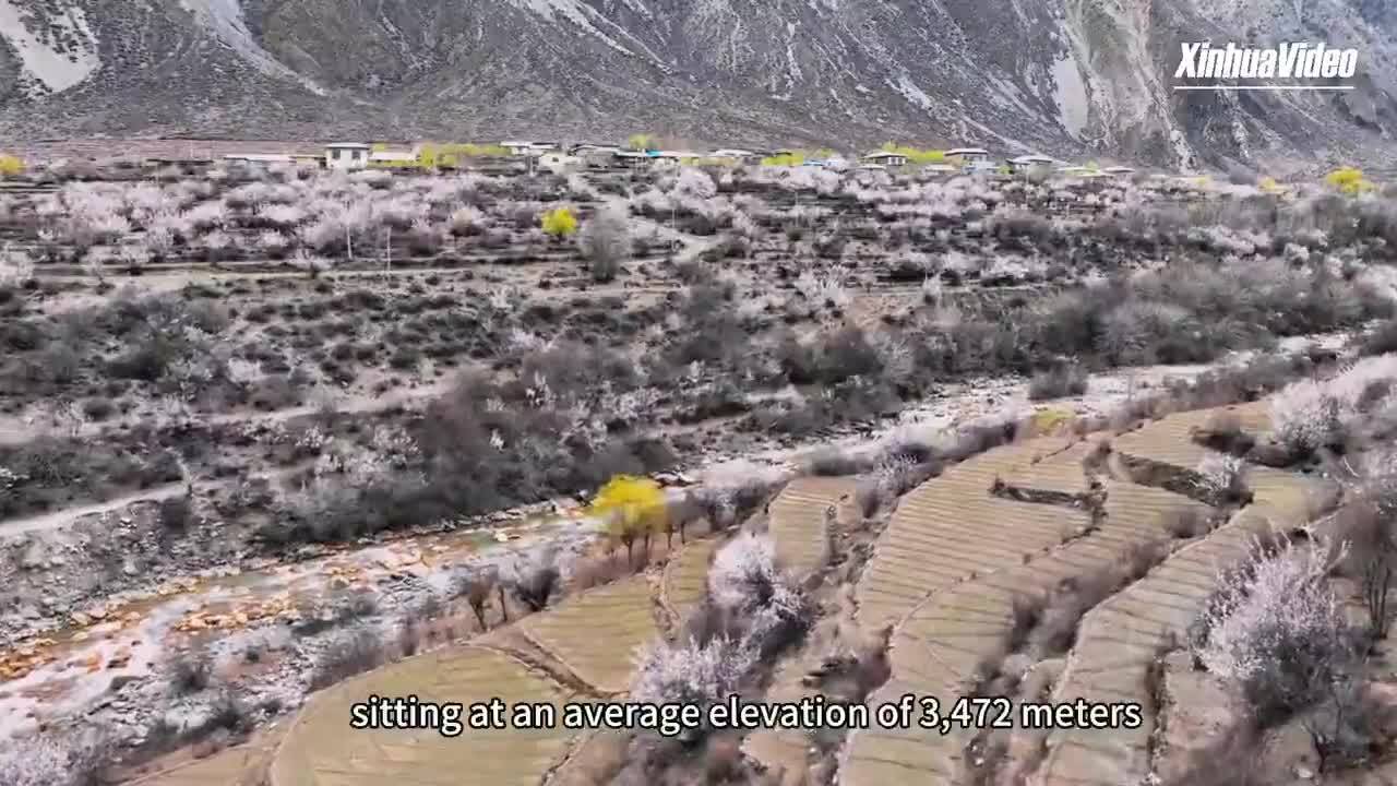 Spring awakens in Xizang's hidden valley