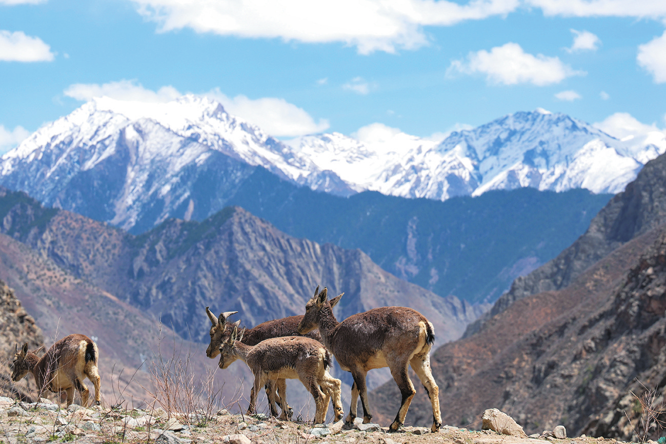 ཉེ་ཆར། ས་བབ་མཐོ་ཚད་སྨི་3800ལྷག་ཙམ་ཡོད་པའི་བོད་ལྗོངས་ཆབ་མདོ་དཔའ་ཤོད་རྫོང་ཐང་དཀར་གྲོང་རྡལ་ཁོངས་སུ་གནའ་བ་ཁྱུ་ཞིག་གིས་རི་མཐོའི་སྤང་སར་ཟས་འཚོལ་བ་དང་ཕར་རྒྱུག་ཚུར་རྒྱུག་བྱེད་པ།