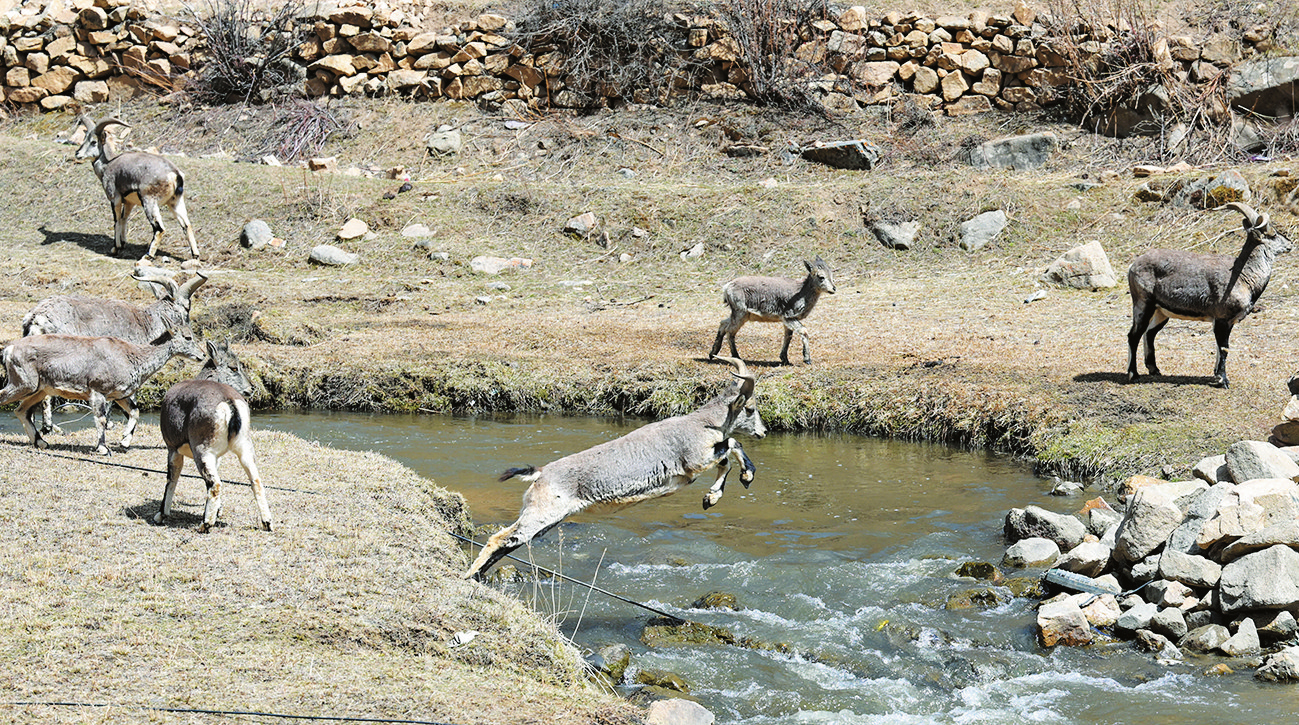 ཉེ་ཆར། ས་བབ་མཐོ་ཚད་སྨི་3800ལྷག་ཙམ་ཡོད་པའི་བོད་ལྗོངས་ཆབ་མདོ་དཔའ་ཤོད་རྫོང་ཐང་དཀར་གྲོང་རྡལ་ཁོངས་སུ་གནའ་བ་ཁྱུ་ཞིག་གིས་རི་མཐོའི་སྤང་སར་ཟས་འཚོལ་བ་དང་ཕར་རྒྱུག་ཚུར་རྒྱུག་བྱེད་པ།