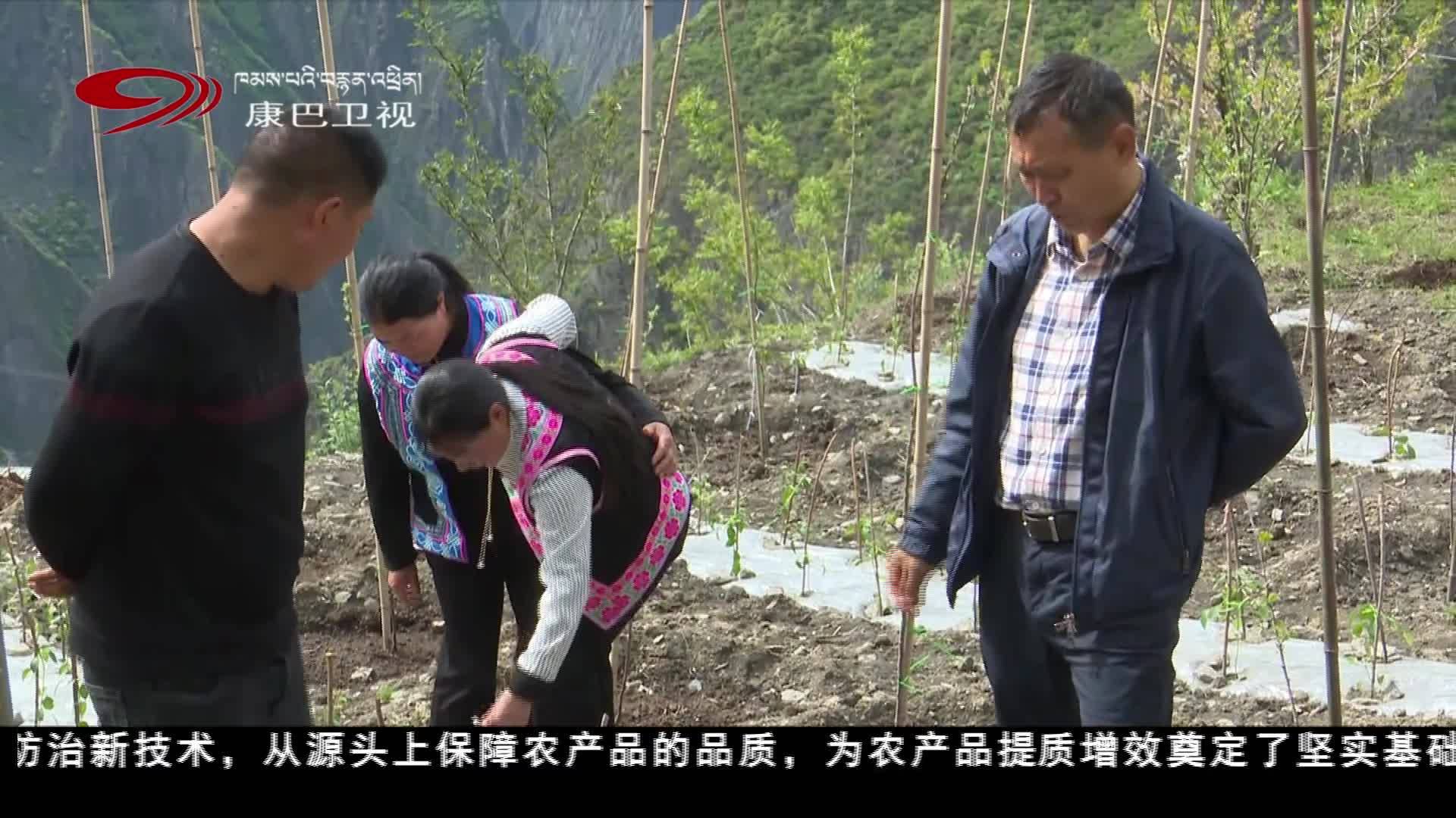 དབྱང་ཧྥུང་ཅུན་གྱིས་བརྟན་སྲུང་དང་བློས་གཏོང་ལ་བརྟེན་ནས་ཕ་ཡུལ་ཞིང་ལས་ཀྱི་སྣེ་ཁྲིད་པ་བྱེད།