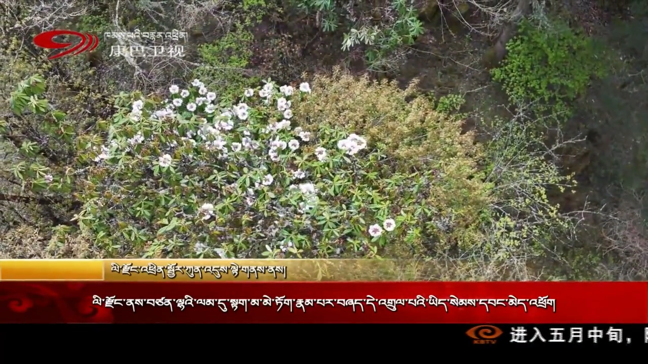 ལི་རྫོང་ནས་བཙན་ལྷའི་ལམ་དུ་སྟག་མ་མེ་ཏོག་རྣམ་པར་བཞད་དེ་འགྲུལ་པའི་ཡིད་སེམས་དབང་མེད་འཕྲོག